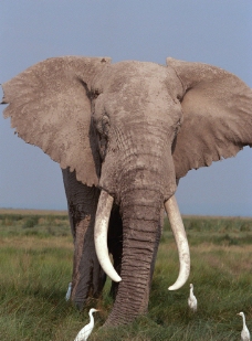 非洲动物动物世界大象非洲图片