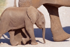 生物世界大象大象群动物世界大象生活环境图片