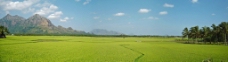绿色稻田全景图图片