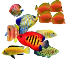 热带鱼PSD分层素材图片