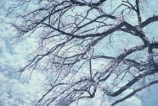 野生图影清新野生花卉植物写真树木图片摄影图JPG