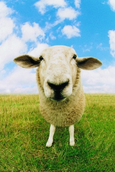 动物天地绵羊天空草地风景动物广告素材图片