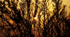 草丛后的夕阳图片