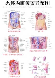 人体内脏位置分布图图片