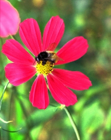 蜂恋花图片