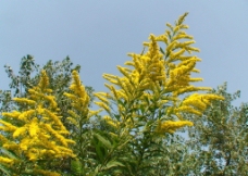 加拿大一枝黄花图片