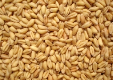 小麦粒图片
