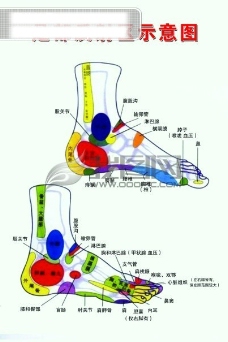 足部图足部反射区示意图脚足部穴位图