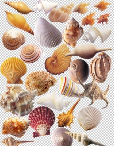 高清贝壳分层图片