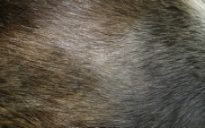 其他生物动物毛发狐狸皮毛狗毛图片