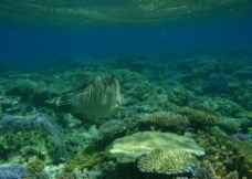 海底大观大宝礁的海底景观图片