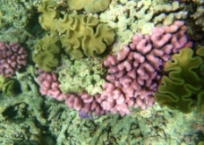 海底大观大宝礁的海底景观图片