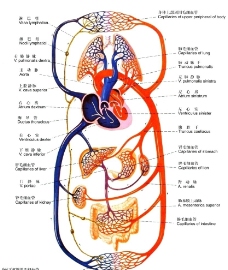 画册设计血液循环示意图图片