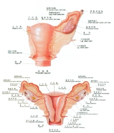 画册设计女性内生殖器解剖图图片