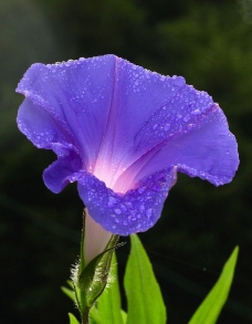 花卉特写花卉微距紫色花绿叶虚化背景特写图片