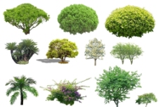 园林设计树木源文件图片