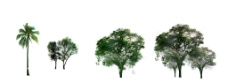 植物 树 psd源文件4图片