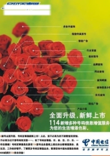 中国电信114号码百事通形象广告玫瑰花篇图片
