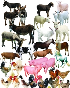 猪牛羊驴家畜图片