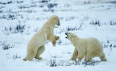 北极熊 野生动物图片