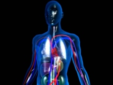 人体模型标准人体血管3d模型图片