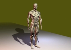 肌肉人体模型人体肌肉3d模型图片